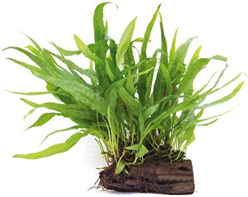 Java Fern Planted on plate - Easy Low Light Aquatic Plant