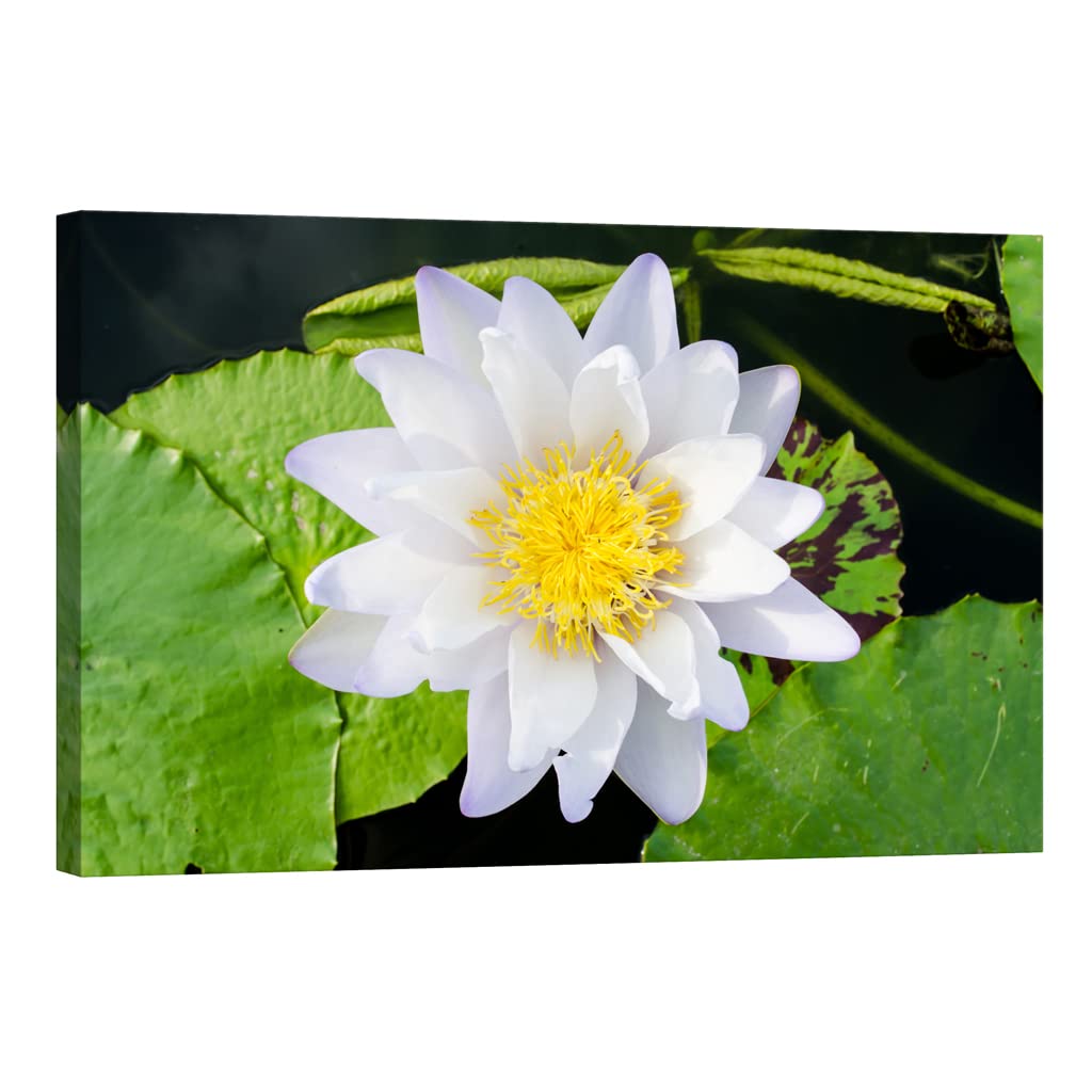 Tableau sur toile fleurs DCF078-2 phosphorescent 80x120 cm - 5