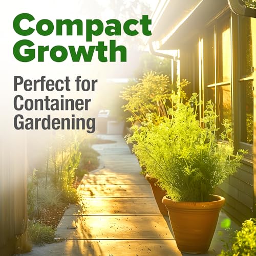 Image of HOME GROWN Dill Seeds 2 Pack (Anethum Graveolens) - 2028 Non-GMO Heirloom Herb Seeds for Planting Indoors or Outdoors, High Germination, Ideal for Herb Gardens, Pots, and Cooking Flavorful Dishes