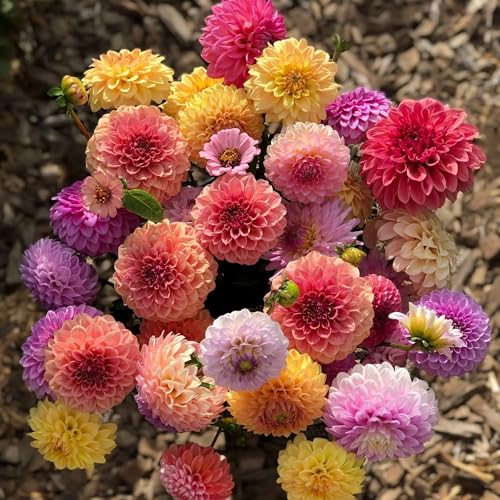 Image of Dahlia Flower Seeds 50 Plus Mixed Color for Planting Winter Seasonal Flower Seeds for Home Garden Balcony Terrace Easy Grow Decorative Blooming Plants for Indoor Outdoor Gardening (Dahlia)