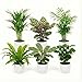 Ecoworld Luftreinigende Pflanzen – 6er Set Echte Zimmerpflanzen mit Weißen Töpfen – Tierfreundliche und Pflegeleichte Grünpflanzen – Ideal für Wenig Licht – Ø 12 cm ↥ 40 cm