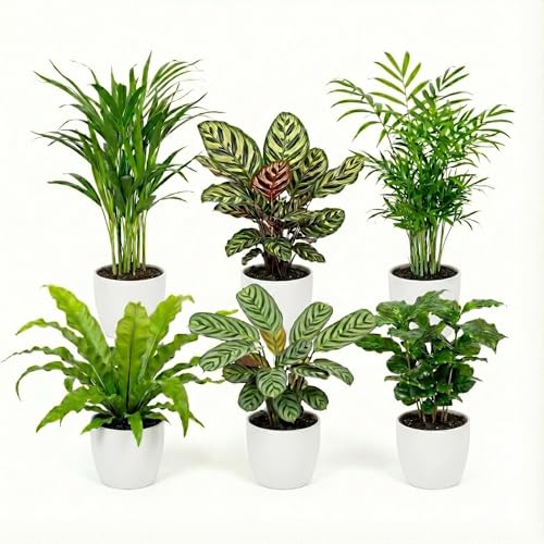 Ecoworld Luftreinigende Pflanzen – 6er Set Echte Zimmerpflanzen mit Weißen Töpfen – Tierfreundliche und Pflegeleichte Grünpflanzen – Ideal für Wenig Licht – Ø 12 cm ↥ 40 cm