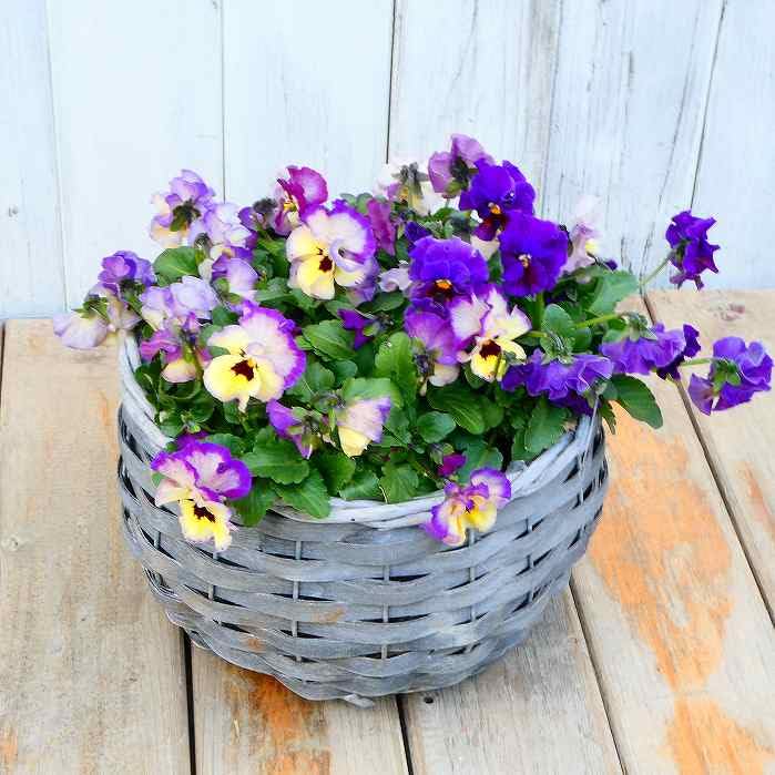 Amazon | 寄せ植え バスケット 直径21cm フリル咲きビオラ