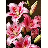 5D Diamond Art Kits for Adults,Lily Flower Diamond Painting Kits for Adults Beginners,DIY Full Drill Round Gem Art with Diamond dots for Adults,Home Wall Decor 12 X 16 Inch