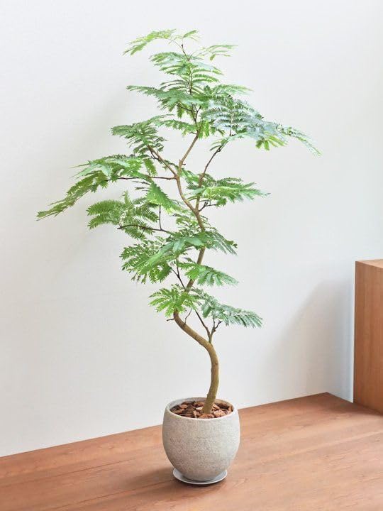 柱サボテン 大 柱サボテン レア超太株 約105cm Amazon.co.jp: 多肉植物