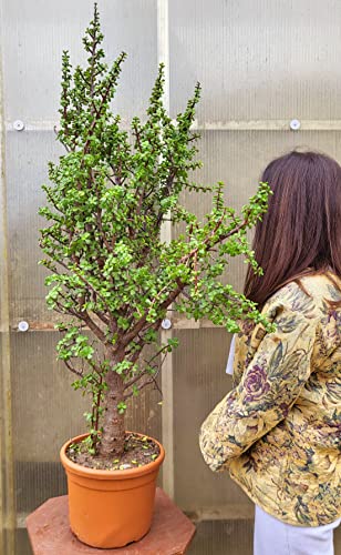 POWERS TO FLOWERS -CRASSULA PORTULACARIA AFRA, CRASSULA ESEMPLARE, ALTEZZA 120CM, pianta vera