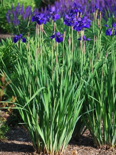 Perennial Farm Marketplace Iris s. 'Caesar's Brother' (Siberian) Perennial, Size-#1 Container, Deep Blue-Violet Flowers