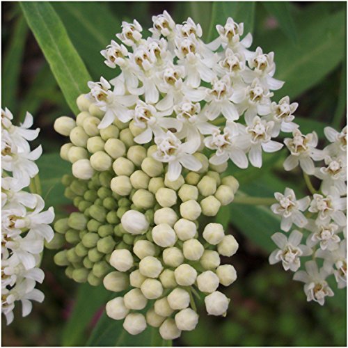 Image of Seed Needs White Swamp Milkweed Seeds for Monarch Butterflies 1 Pack