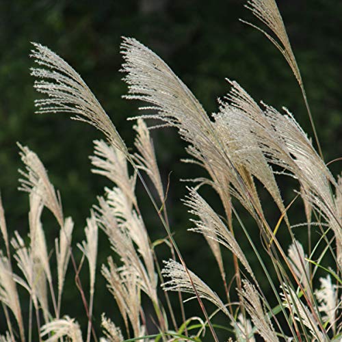 ススキ 10.5cmポット苗2ポットセット 薄 ▼紫桜館山の花屋のサムネイル