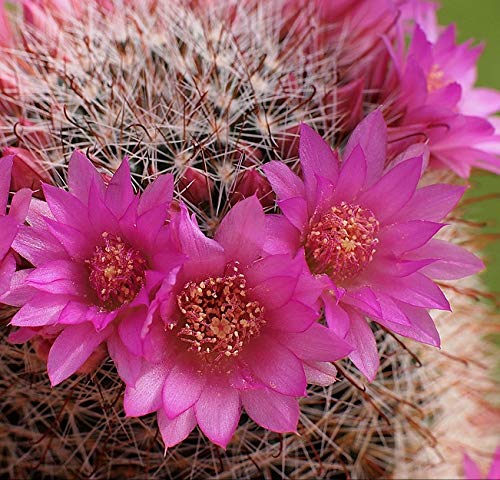 Cactus Plant, Mammillaria zeilmanniana Live Cactus Plant-image-21