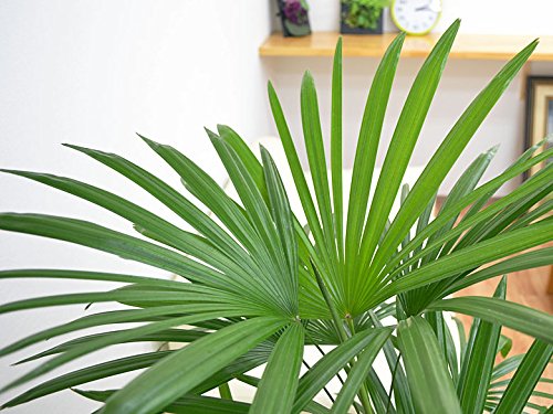 Amazon｜棕櫚竹(シュロチク) 中鉢(8号)｜観葉植物 オンライン通販
