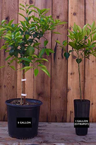Minneola Tangelo Tree, Mandarin Grapefruit Hybrid Citrus (Excludes: CA,TX,LA,AZ)