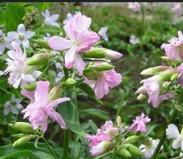 紫陽花苗 正規品タグ付き月影 銀河 星あつめ月うさぎ 紫陽花 銀河