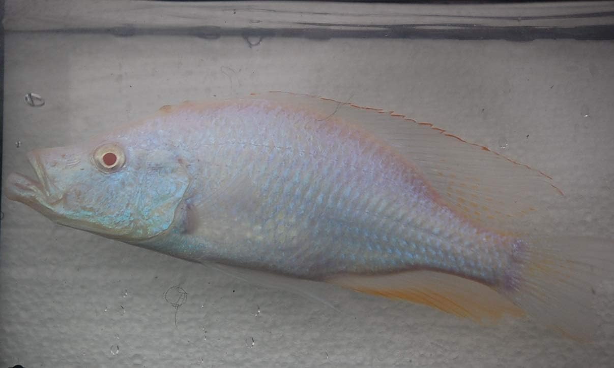 Quinn's Fins- Albino Dimidiochromis compressiceps- Albino Malawi Eye Biter