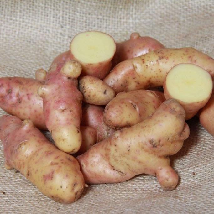 5Kg Freshly Dug September 2025! Irish Pink Fir Apple Potatoes Delivered to Your Door. Pink Fir Apple Potatoes, Ready to EAT! Fresh Harvest Grown With Love In Ireland