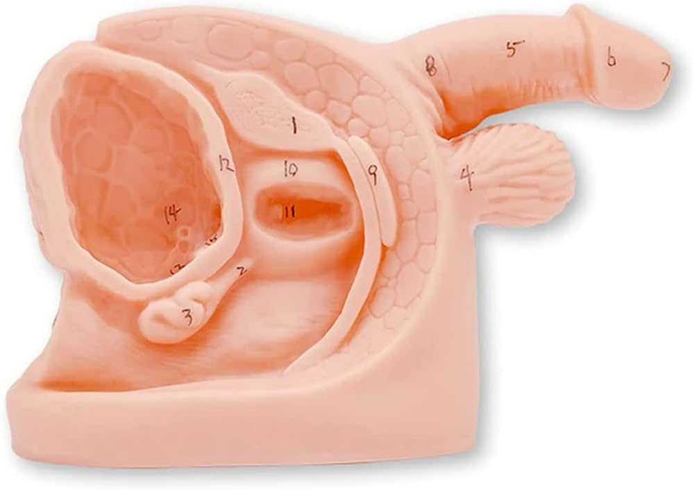 Male Catheterization Model Internal and External Genital Anatomy Model and Urinary Catheter Mold- for Medical Educational Training Aid Education Model