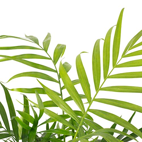 Bergpalme - echte Zimmerpflanze, Chamaedorea elegans - Höhe ca. 35 cm, Topf-Ø 12 cm - Image 3