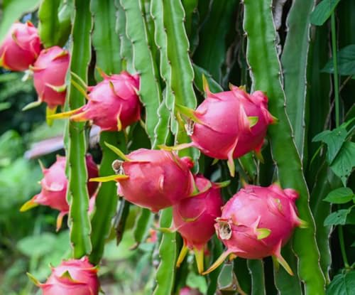 50PCS Red Dragon Fruit Seeds Hylocereus Undatus Cactus Pitaya Seeds