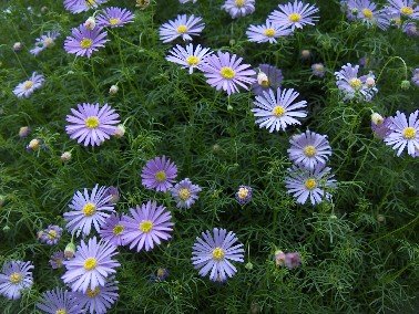 Creative Farmer Flower Seeds : Brachycome (Swan River Daisy) Flower Seeds - Kitchen Garden Pack (B01LXRWS2C) Amazon Price History, Amazon Price Tracker