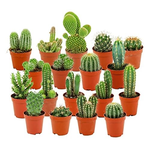 Cactus✩ 51vbGZ55KIL._SS500_.jpg