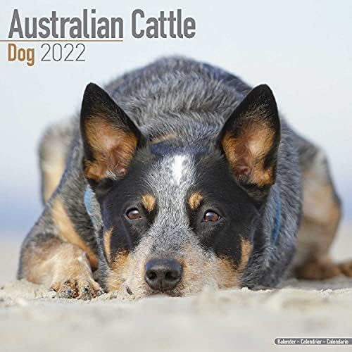 How Much Does It Cost To Bring Your Dog To Australia