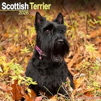 Scottish Terrier 2026 Calendar | Square Wall Calendar | Dog Breed Gift | Plastic Free Packaging | by Avonside Publishing