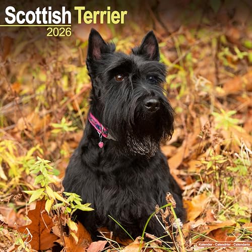 Scottish Terrier 2026 Calendar | Square Wall Calendar | Dog Breed Gift | Plastic Free Packaging | by Avonside Publishing