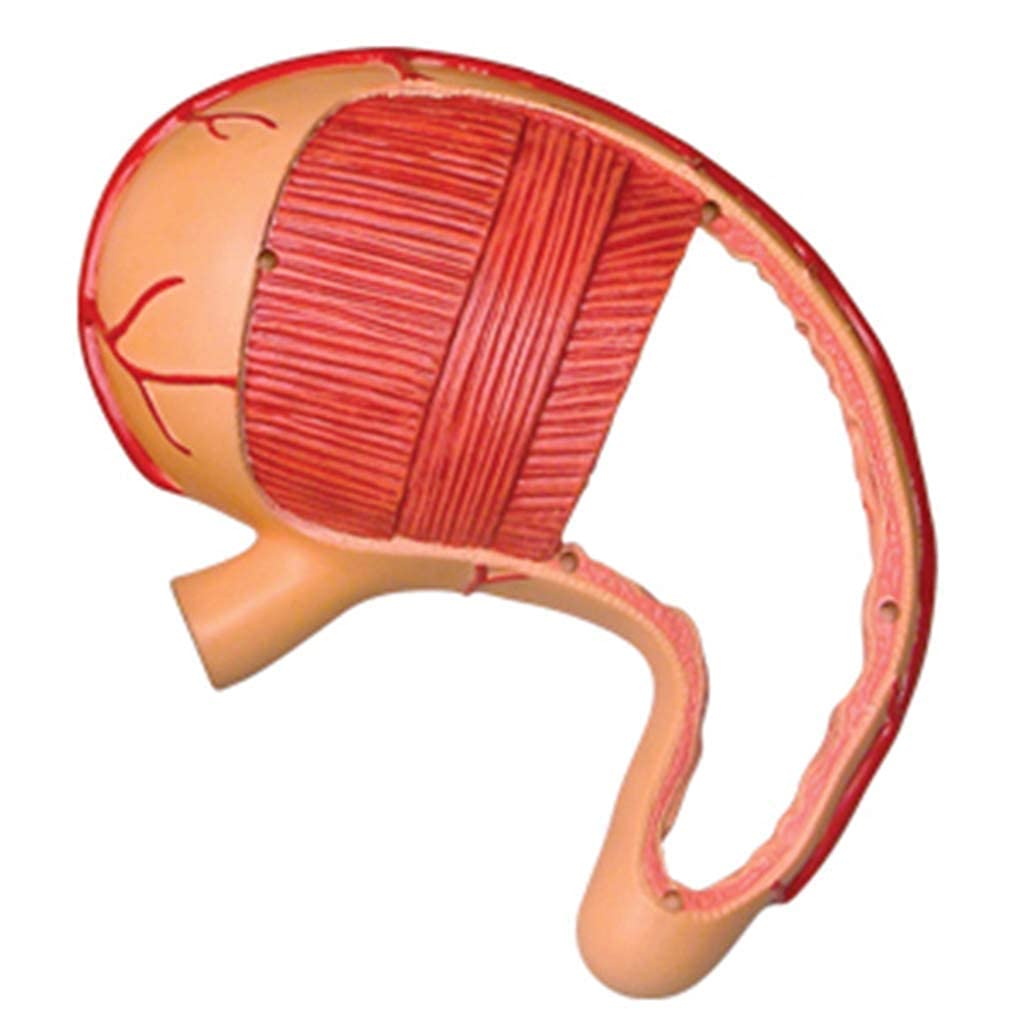Modelo anatomía órganos Humanos - Modelo anatomía estómago - Modelos científicos anatomía Humana Desmontables 12 Piezas - Modelo Esqueleto para enseñanza médica