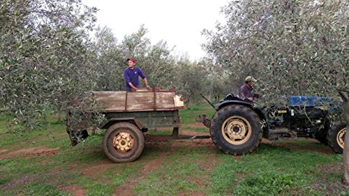 Village Batch - Olive Oil And Sea Salt Set - Harvested Organic Course Sea Salt Flakes And Koroneiki Olive Oil Greek Olive Oil Organic Cold Pressed Olive Oil Extra Virgin Olive Oil High In Polyphenols #TOP7