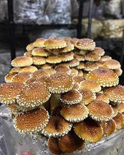 100 Chestnut Mushroom Spawn Plugs/Dowels to Inoculate Logs or Stumps to Grow Gourmet and Medicinal Mushrooms - Grown Your Own Mushrooms for Years to Come