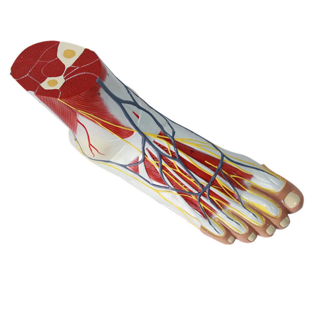 Buy Foot Skeleton Model, ar Anatomical with Ligaments, Muscles Nerves