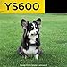 Dogtra YS600 Anti Bark Collar for Medium to Large Dogs, Adjustable 10 Intensity Levels, Vibration Warning, Low/High Stimulation, Waterproof, 2-Hour Quick Charge Rechargeable Battery, w/PetsTEK Clicker