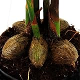 Zoom IMG-2 palma di betel areca catechu Zoom IMG-2 palma di betel areca catechu