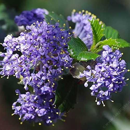 Chuxay Garden 50 Seeds Creeping Ceanothus 'Remote Blue',Mountain Lilac, California Lilacs Mounding Evergreen Fast-Growing Shrub Rare Blue Lilac Privacy Screen Striking Landscaping Plant #TOP18