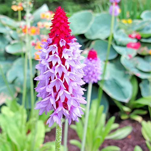 Primula Vialii Seeds Orchid Primrose Perennial Cut Flowers Low Maintenance Deer & Rabbit Resistant Banks Slopes Containers Outdoor 40Pcs Flower Seeds By Yegaol Garden #TOP1
