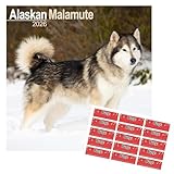 alaskan malamute géant Respetuoso con el medio ambiente: Este calendario está impreso en papel certificado FSC, apoyando iniciativas sostenibles y ecológicas mientras muestra la cautivadora belleza de los Alaskan Malamutes.