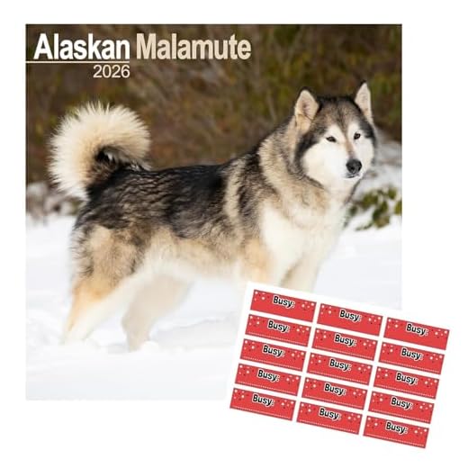 Calendario 2025 de Alaskan Malamute - Calendario de pared de raza de perro cuadrado (16 meses) con pegatinas organizativas