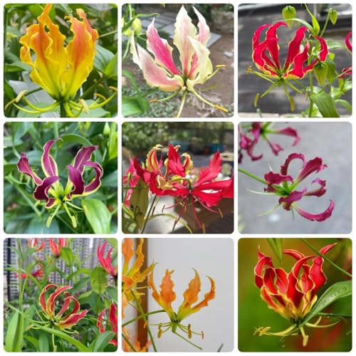 Bulbos de lirio de fuego, exóticas resistentes gloriosa superba, las son resistentes Las perennes son perennes resistentes. decoración de jardín 5pcs