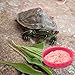 Guduling 6 Pcs Crested Gecko Food Dish,Silicone Crested Gecko Food and Water Bowl,Reptile Feeding Cups for Geckos,Isopods,Lizards,Tarantula,Small Pets,Easy Clean & 6 Colors