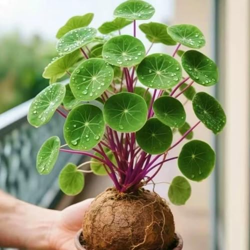 MEDSYTIJD Stephania erecta Beautiful Assortment for Outdoor Garden Landscapes Ideal for Home Gardens & Patios - 1bulbs