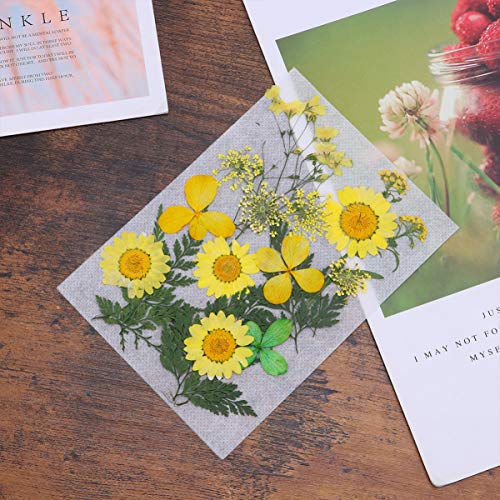 SEWACC 1 Conjunto de Cartões de Remendos Materiais de Flores Jóias Velas Secas Naturais Fazendo Resi