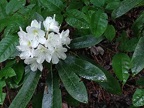 Rhododendron Maximum | Rosebay | Great White Laurel | 150_Seeds #TOP3