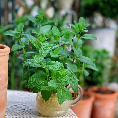 semi di menta - decorative perenni resistenti selvatici giardino esterni 250pcs