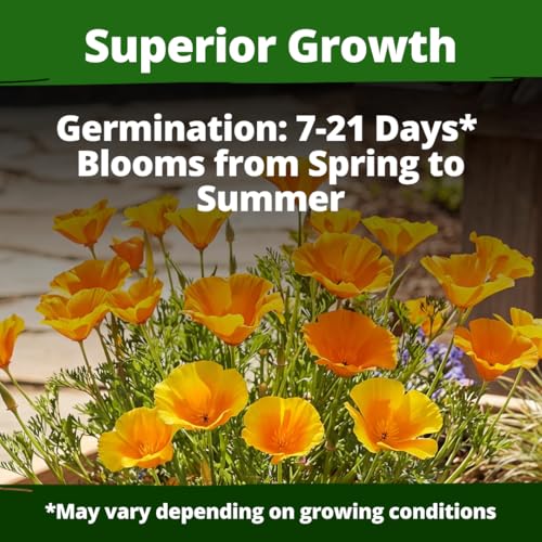 Image of HOME GROWN California Poppy Golden West Seeds, 6000 Spring Flower Seeds for Planting 2026, Perennial Poppy Seed for Planting Outdoors, Herb Seeds (Eschscholzia californica)