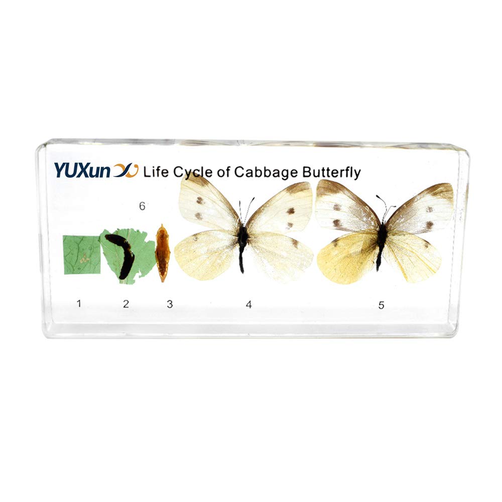 Lifecycle of a Cabbage Butterfly Animal Paperweight Science Classroom Specimens Insect Specimens for Science Education