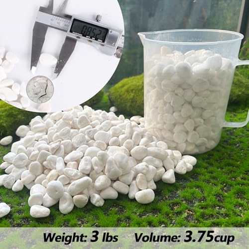 image for CJGQ Decorative Garden Pebbles, 3 LB Natural White Rocks for Indoor & 