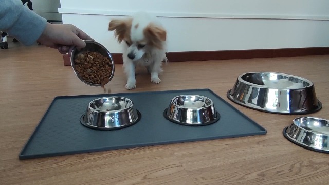 YUDANSI 2 Stainless Steel Dog Bowls, Dog Feeding Bowls, Dog Plate Bowls with Rubber Base,Small Pet Feeder Bowls and… - Image 7
