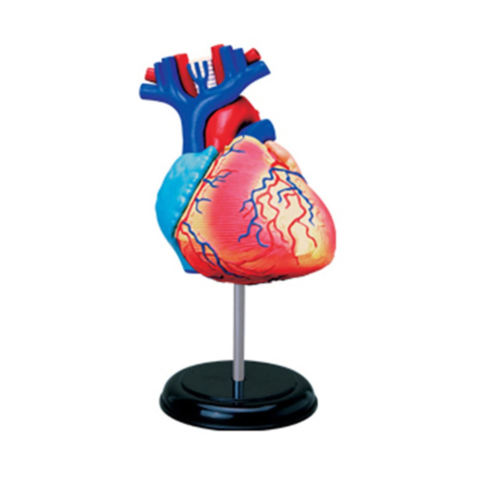 Morain Anatomical Human Heart Model For Medical Cardiovascular Medical Biological Experiment Heart Model Of Human Heart Model