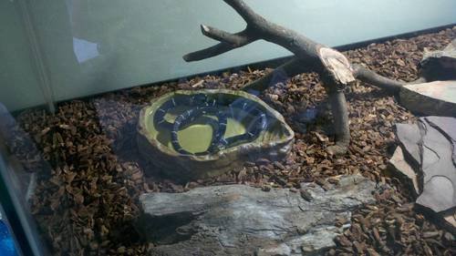 Exo Terra Water Dish, Water Bowl for Reptiles, Large, PT2803
