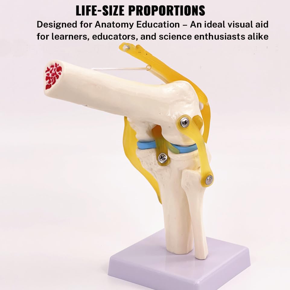 Life-Size Knee Joint Model with Ligaments Flexible Hand-Painted Anatomical Structure for Teaching & Demonstration PVC Material 12 Inches Tall product thumbnail 5